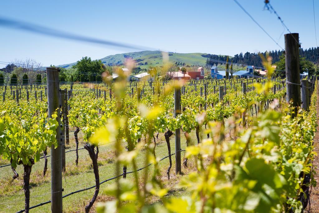 Margrain Vineyard Villas Martinborough Exteriér fotografie