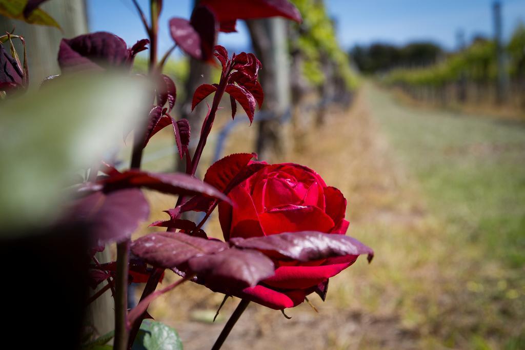 Margrain Vineyard Villas Martinborough Exteriér fotografie
